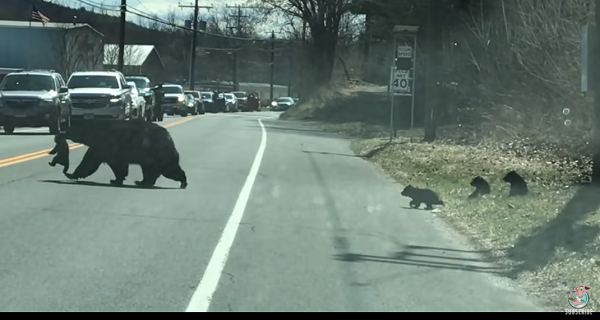 ConnecticutBear